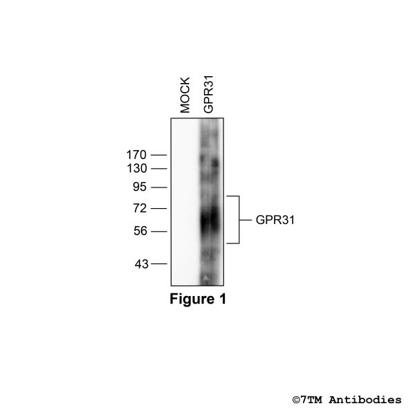 GPR31 (non-phospho), G protein-coupled Receptor 31 Antibody