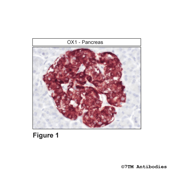 Immunohistochemical identification of Orexin Receptor 1 in pancreas