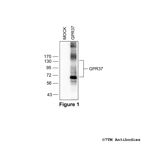 GPR37 (non-phospho), G protein-coupled Receptor 37 Antibody