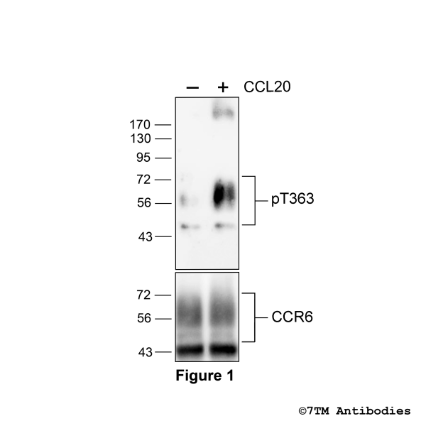 pT363-CCR6 (phospho-Chemokine Receptor 6 Antibody)