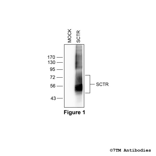 SCTR (non-phospho) Scretin Receptor Antibody