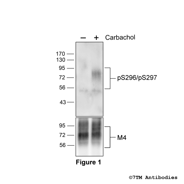 Agonist-induced Serine296/Serine297 phosphorylation of the M4 Muscarinic Acetylcholine Receptor