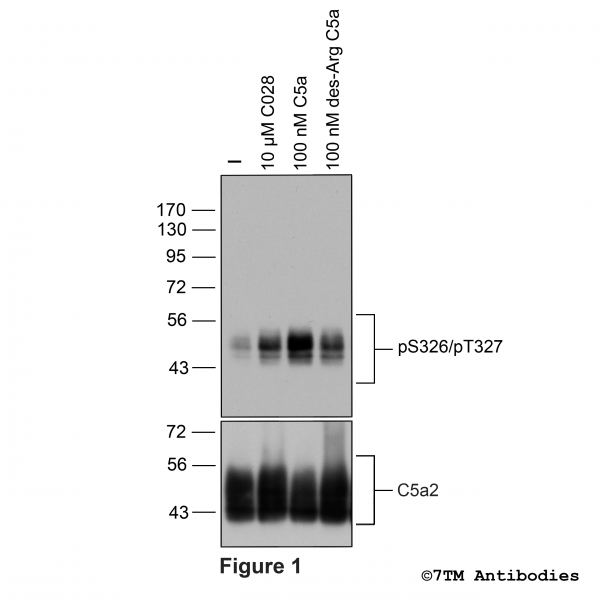 Agonist-induced Serine326/Threonine327 phosphorylation of the Complement C5a Receptor 2.