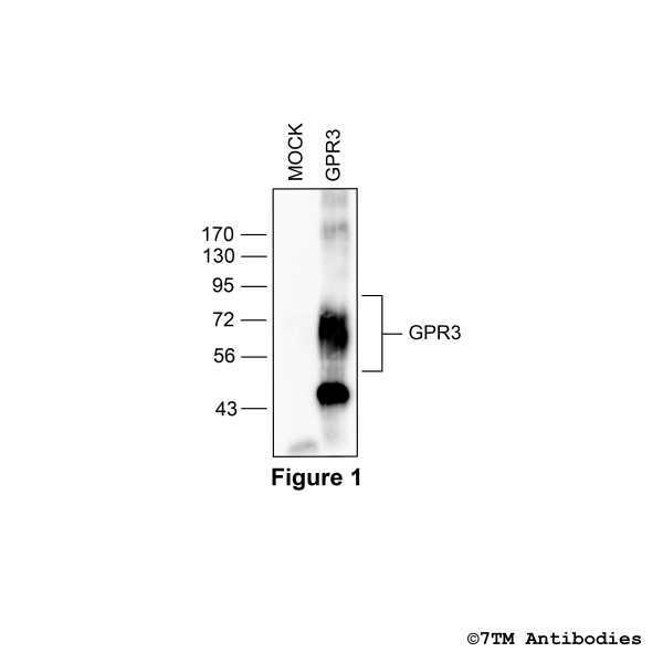 Validation of the GPR3 Receptor in transfected HEK293 cells