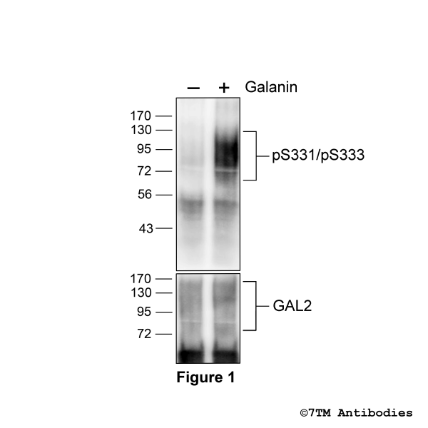 Agonist-induced Serine331/Serine333 phosphorylation of GAL2 Receptor.