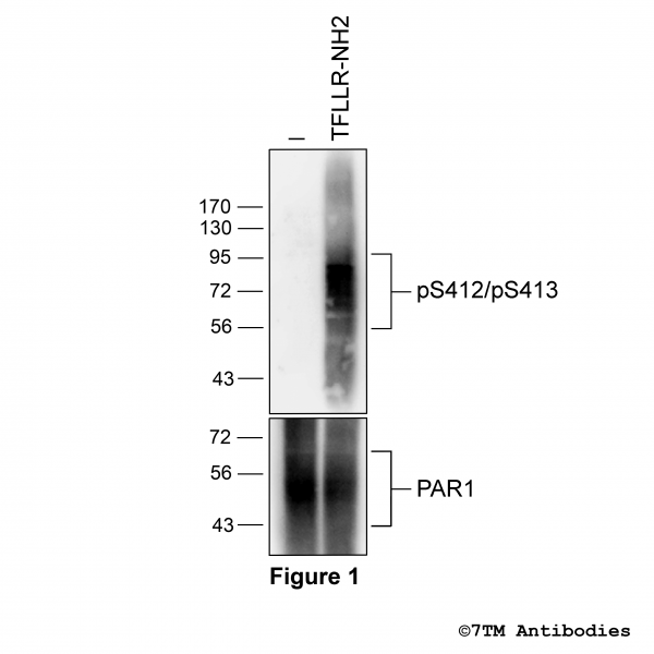 Agonist-induced Serine412/Serine413 phosphorylation of the Protease-Activated Receptor 