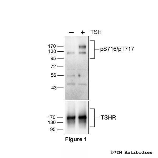 Agonist-induced Serine716/Threonine717 phosphorylation of the Thyrotropin Receptor