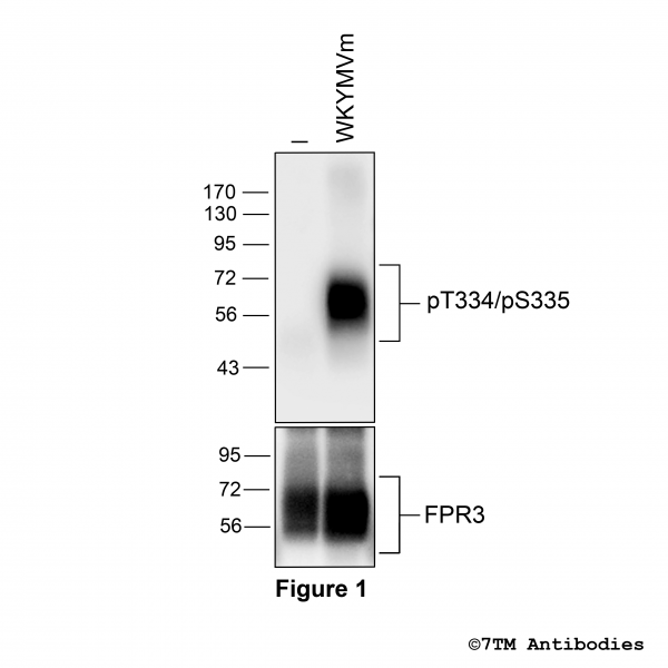 Agonist-induced Threonine334/Serine335 phosphorylation of FPR3 Receptor