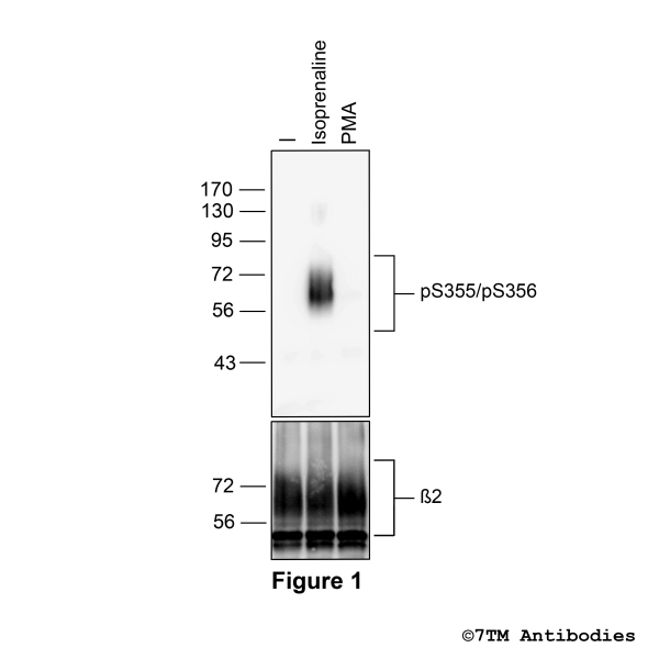 Agonist-induced Serine355/Serine356 phosphorylation of the β2-Adrenoceptor