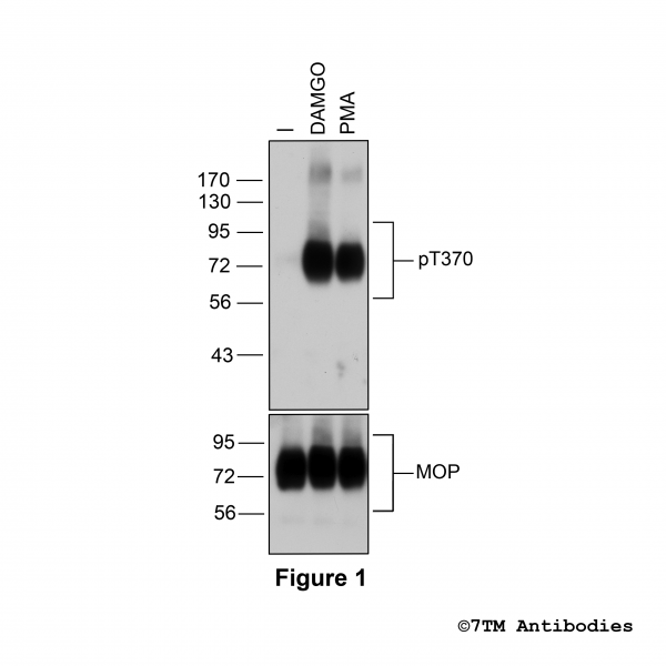 Figure 1. Agonist-induced Threonine370 phosphorylation of the µ-opioid receptor.