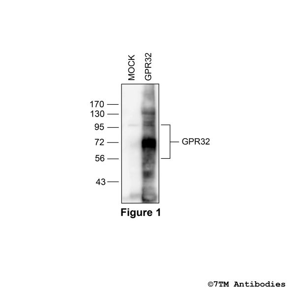 Validation of the G protein-coupled receptor 32 in transfected HEK293 cells