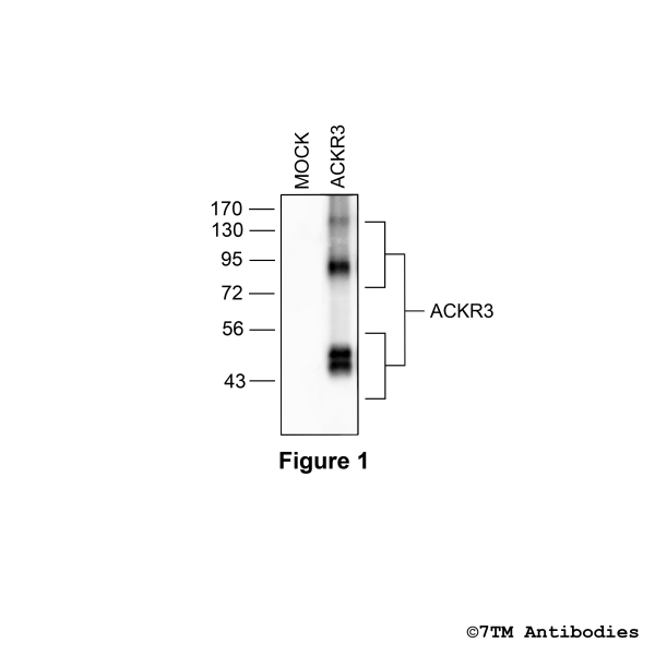 Validation of the Atypical Chemokine Receptor 3/CXC Chemokine Receptor 7 in transfected HEK293 cells