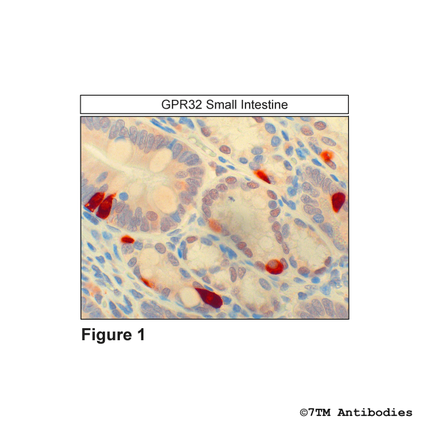 GPR32 (IHC-grade), G Protein-Coupled Receptor 32 Antibody