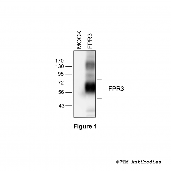 Validation of the Formylpeptide Receptor 3 in transfected HEK293 cells