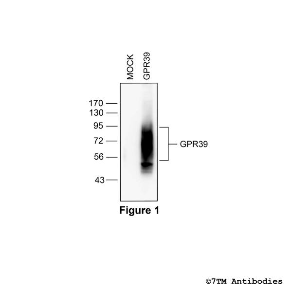 Validation of the GPR39 Receptor in transfected HEK293 cells