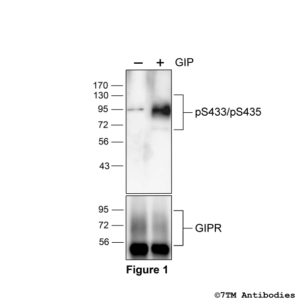 Agonist-induced Serine433/Serine435 phosphorylation of GIPR