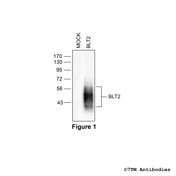 Validation of the BLT2 Receptor in transfected HEK293 cells