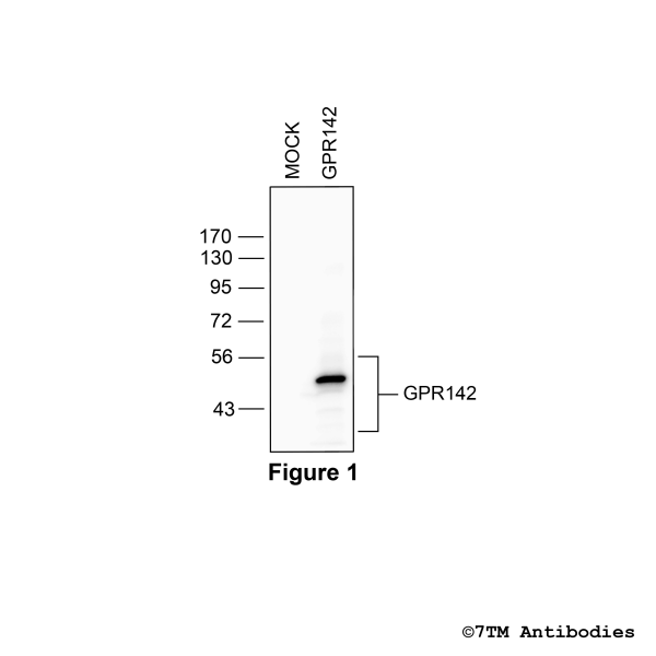 GPR142 (non-phospho), G protein-coupled Receptor 142 Antibody