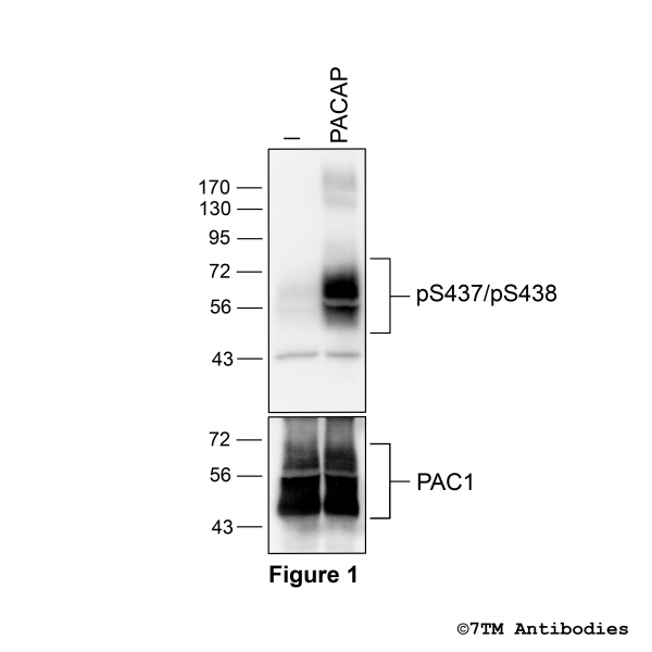Agonist-induced Serine437/Serine438 phosphorylation of the PACAP Receptor 1