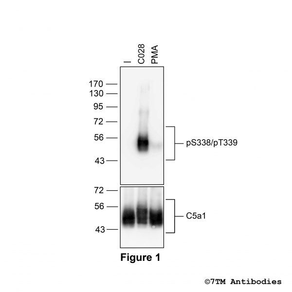 pS338/pT339-C5a1 (phospho-Complement C5a Receptor 1 Antibody)