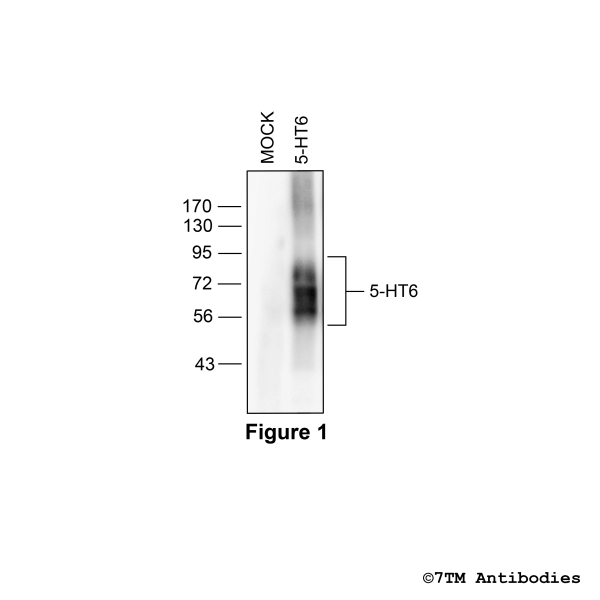 Validation of the 5-Hydroxytryptamine Receptor 6 in transfected HEK293 cells