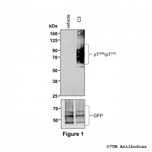 Agonist-induced Threonine306/Threonine310 phosphorylation of the FFA2 Receptor