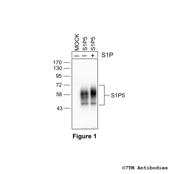 Validation of the S1P5 Receptor in transfected HEK293 cells.