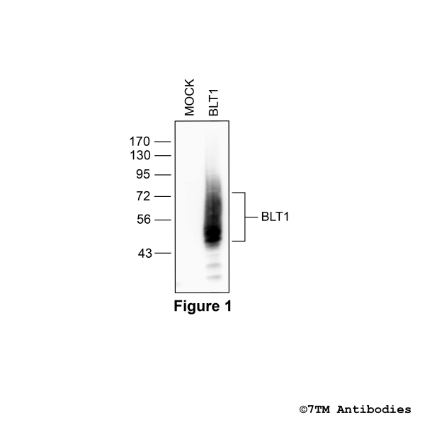 Validation of the BLT1 Receptor in transfected HEK293 cells.