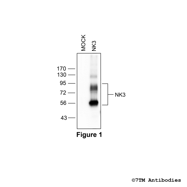 Validation of the Tachykinin Receptor 3 in transfected HEK293 cells