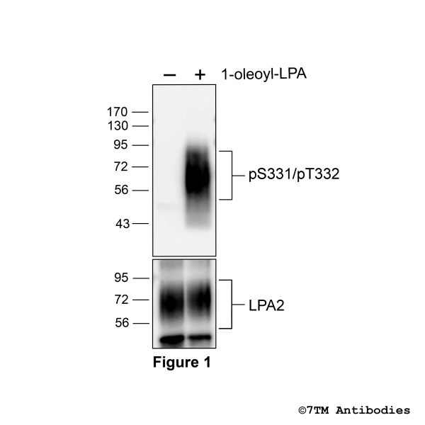 pS331/pT332-LPA2 (phospho-Lysophosphatidic Acid Receptor 2 Antibody)