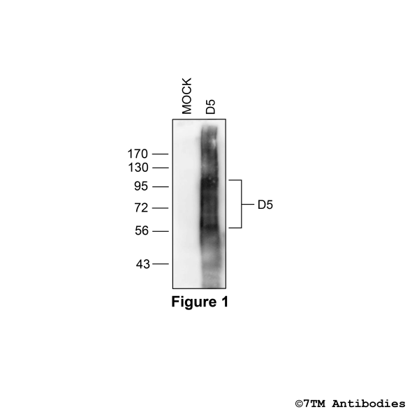 Validation of the Dopamine Receptor 5 in transfected HEK293 cells