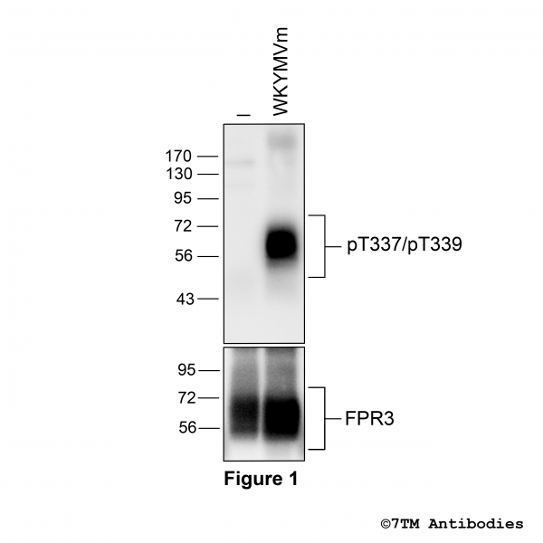 Agonist-induced Threonine337/Threonine339 phosphorylation of FPR3 Receptor