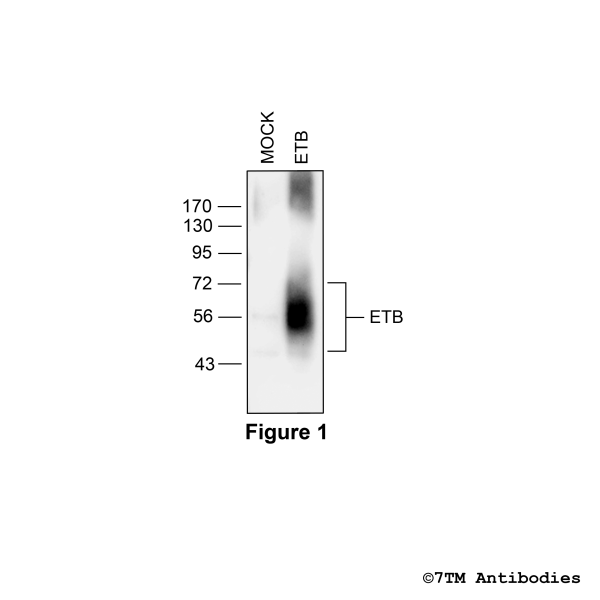Validation of the Endothelin Receptor B in transfected HEK293 cells.