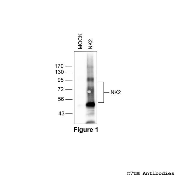 Validation of the Tachykinin Receptor 2 in transfected HEK293 cells