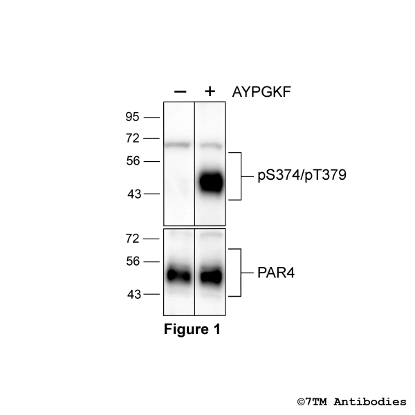 Agonist-induced Serine374/Threonine379 phosphorylation of the Proteinase-Activated Receptor 4