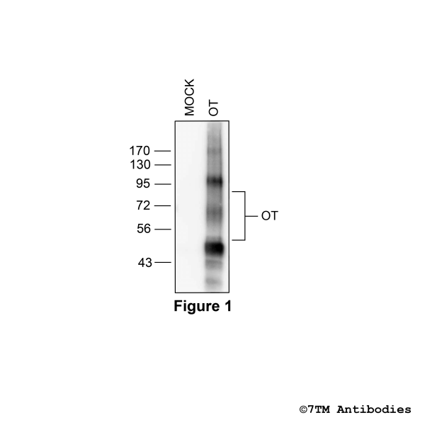  Validation of the Oxytocin Receptor in transfected HEK293 cells