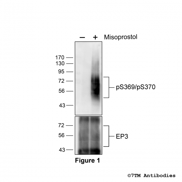 Agonist-induced Serine369/Serine370 phosphorylation of the EP3 Prostanoid Receptor