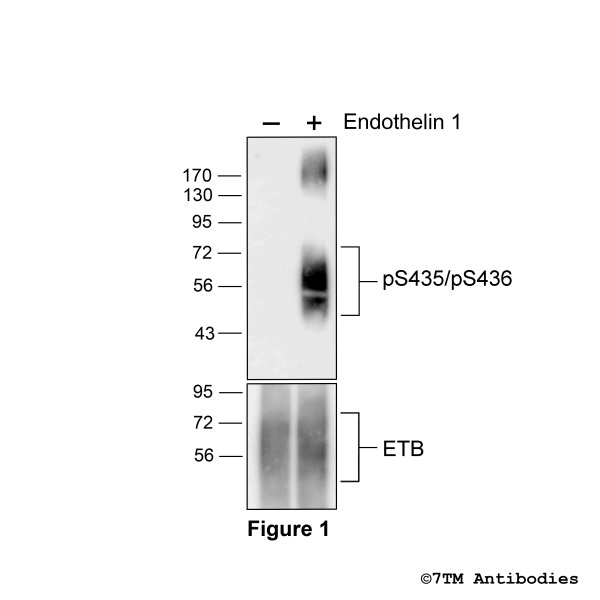 Agonist-induced Serine435/Serine436 phosphorylation of the Endothelin Receptor B