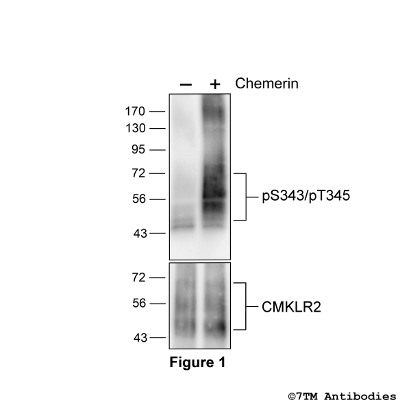 Agonist-induced Serine343/Threonine345 phosphorylation of Chemerin Receptor 2