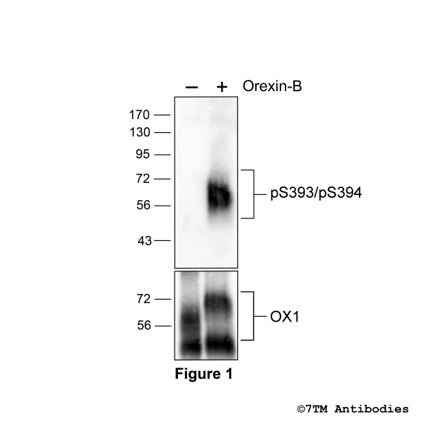Agonist-induced Serine393/Serine394 phosphorylation of Orexin Receptor 1