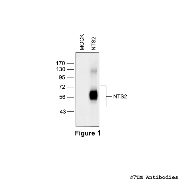 Validation of the Neurotensin receptor 2 in transfected HEK293 cells.