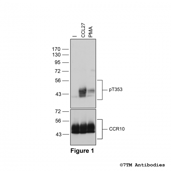 Agonist-induced Threonine353 phosphorylation of the Chemokine Receptor 10