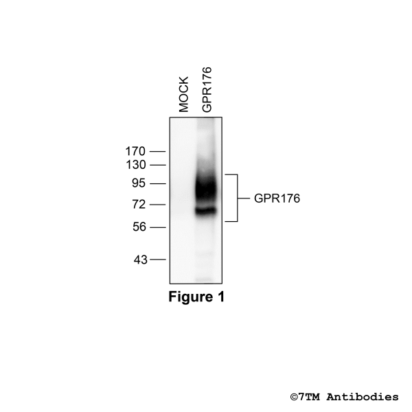 Validation of the GPR176 Receptor in transfected HEK293 cells.