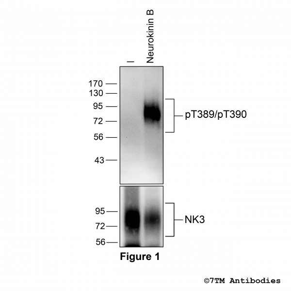 Agonist-induced Threonine389/Threonine390 phosphorylation of the NK3 Receptor3.