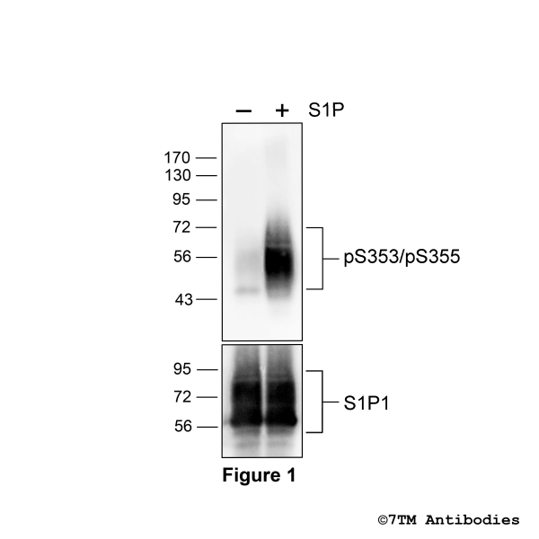 Agonist-induced Serine353/Serine355 phosphorylation of the Sphingosine 1-Phosphate Receptor 1