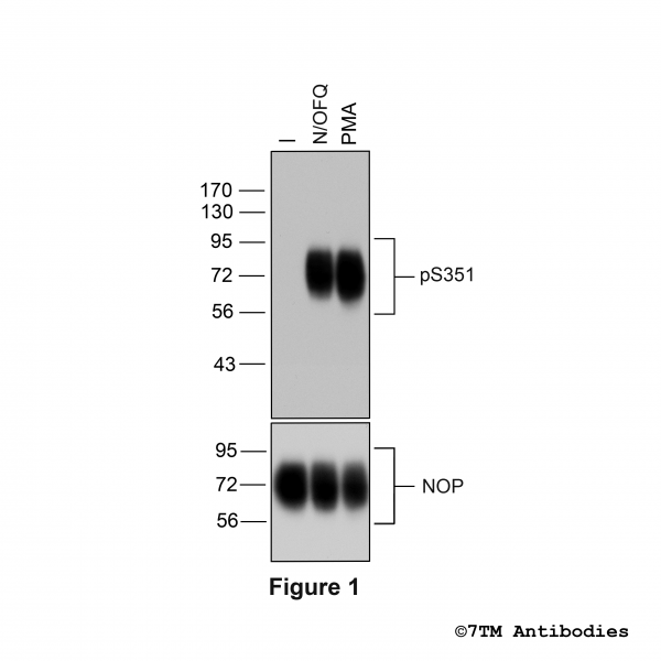 Agonist-induced Serine351 phosphorylation of the Nociceptin/Orphanin FQ Receptor.