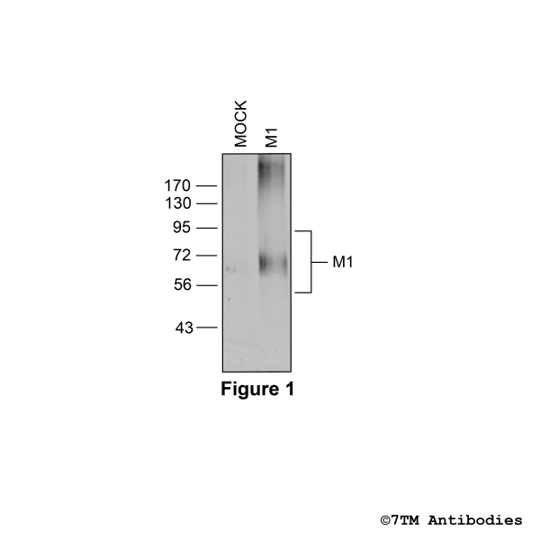  Validation of the M1 Muscarinic Acetylcholine Receptor in transfected HEK293 cells