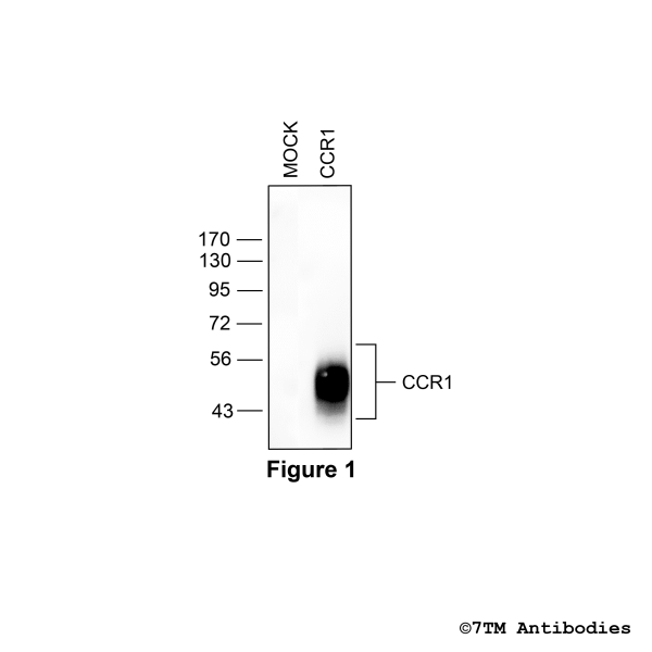 Validation of the CCR1 Receptor in transfected HEK293 cells