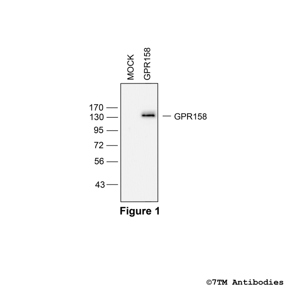 Validation of the GPR158 Receptor in transfected HEK293 cells