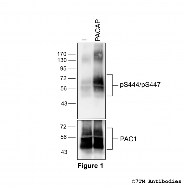 Agonist-induced Threonine444/Serine447 phosphorylation of the PACAP Receptor 1